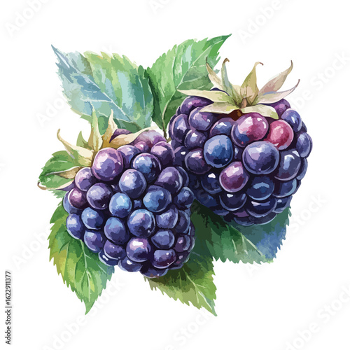 Berries watercolor illustration isolated on white background