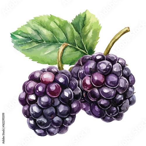 Blackberries watercolor illustration isolated on white background