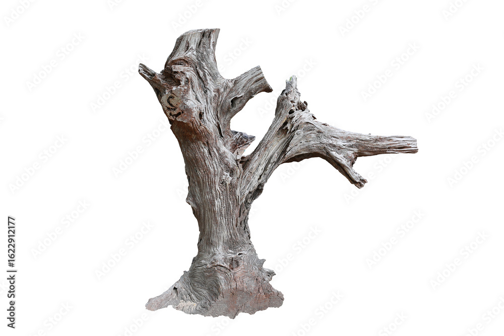 Fototapeta premium A Weathered Tree trunk isolated on white background.