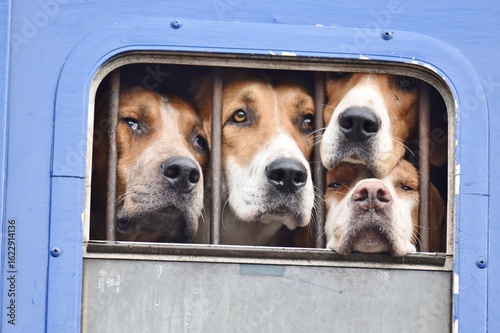 Slika na platnu Four Foxhounds looking through a horsebox window.