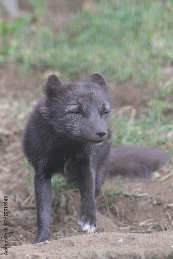 Fototapeta premium Island-Bilder