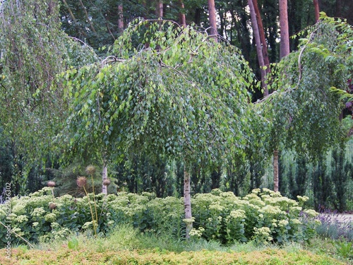 Weeping birch trees (Betula pendula 'Youngii') with sedum ground cover (Hylotelephium) in a lush forest garden, natural landscaping with trees and perennials in summer light
