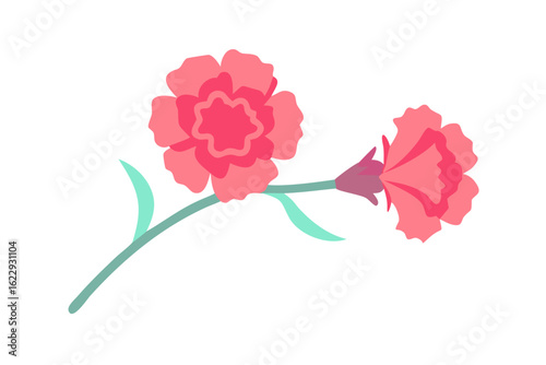 Two pink carnation flowers on a stem isolated on transparent background