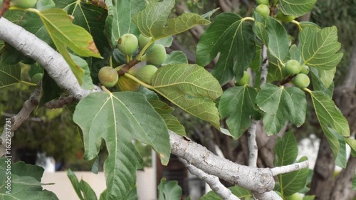 Wallpaper Mural Close-up of a fig tree branch with distinctive green leaves and small unripe green figs. The bark is light gray. The background is softly blurred with natural greenery. No people. Torontodigital.ca