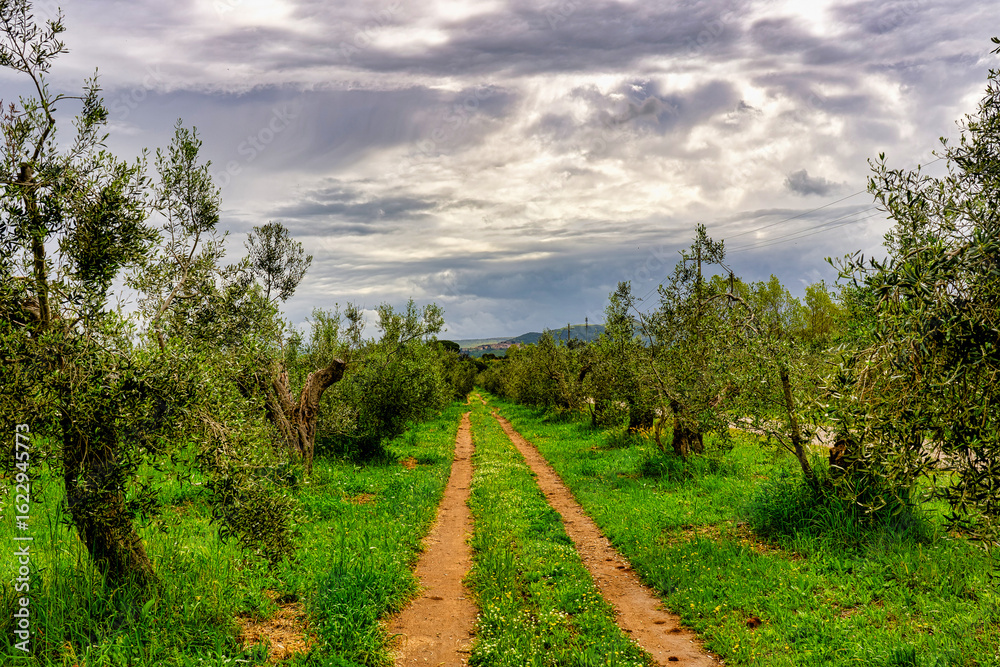Landscape inside the olive grove near the pine forest of Marina di Castagneto Carducci Livorno Tuscany Italy Landscape inside the olive grove near the pine forest of Marina di Castagneto Carducci Livorno Tuscany Italy
