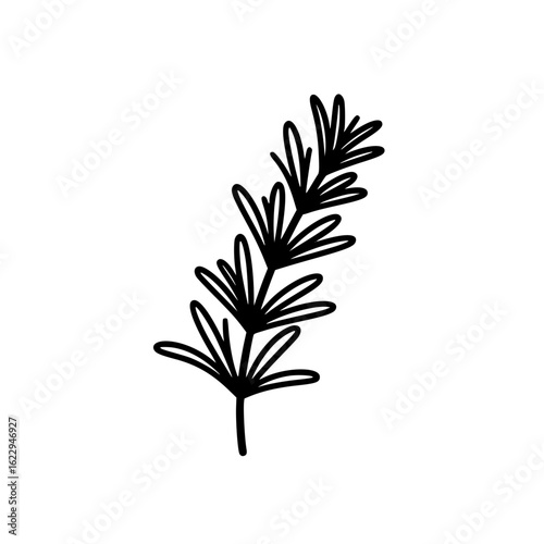 simple vector linear icon of a Rosemary, black on a white background no shadow, Hand-drawn illustration of a rosemary sprig in simple style  