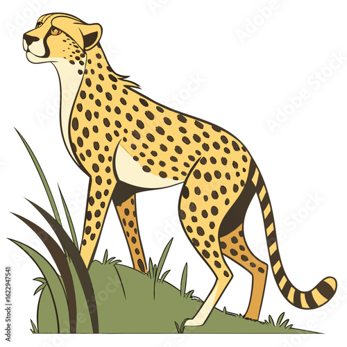 Cheetah standing on grassy hill looking alert