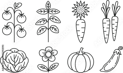 Outlined Vegetables Set Tomatoes, Basil, Sunflower Carrot, Regular Carrots, Cabbage