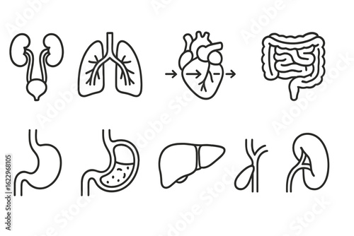 Anatomy medical line icon set. human organs, biology, health symbols outlined designs