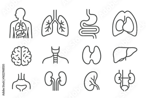 Medical anatomy line icon set. heart, brain, lungs, organs, health symbols in outline style