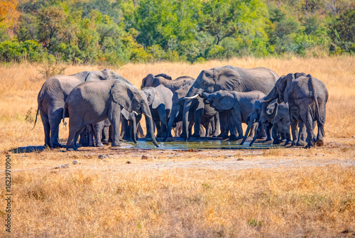 A group of elephant families go to the water's edge for a drink - African elephants standing near lake in Kruger National Park, South Africa