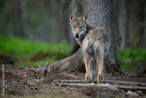 Fototapeta Naklejka Na Ścianę i Meble -  Grey wolf ( Canis lupus ) close up