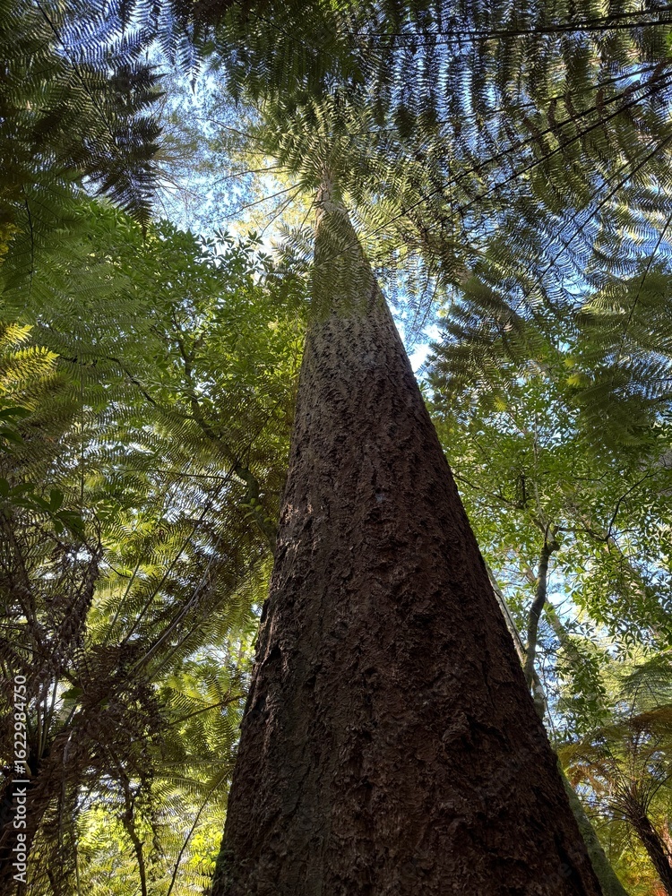 Fototapeta premium tall tree in the forest in New Zealand