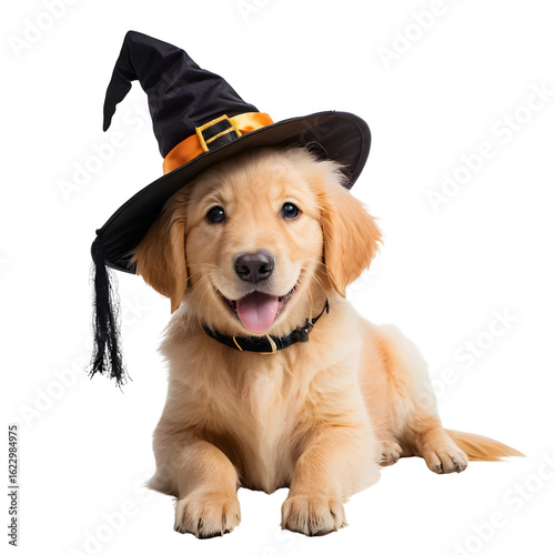 Festive Halloween concept with a cute golden puppy wearing a witch hat. Adorable dog in costume lying down, isolated on white background.