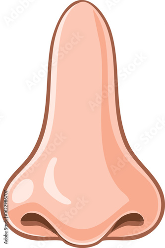 Isolated cartoon illustration of a human nose, showing nostrils and bridge.