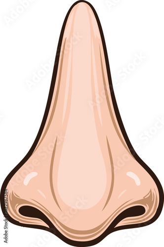 A detailed illustration of a human nose, showing nostrils and shape.