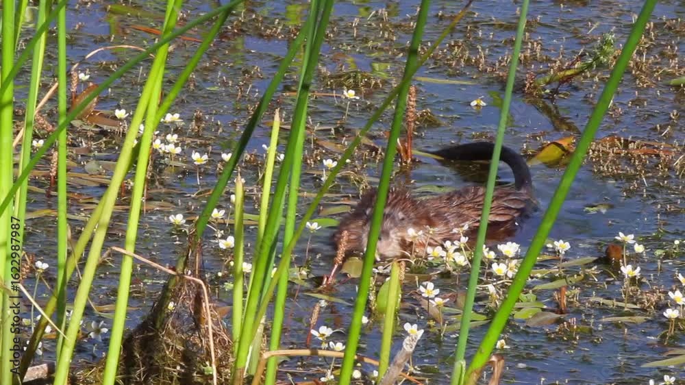Muskrat feeds on white marsh flowers in summer in Alamosa National Wildlife Refuge in Colorado Muskrat feeds on white marsh flowers in summer in Alamosa National Wildlife Refuge in Colorado
