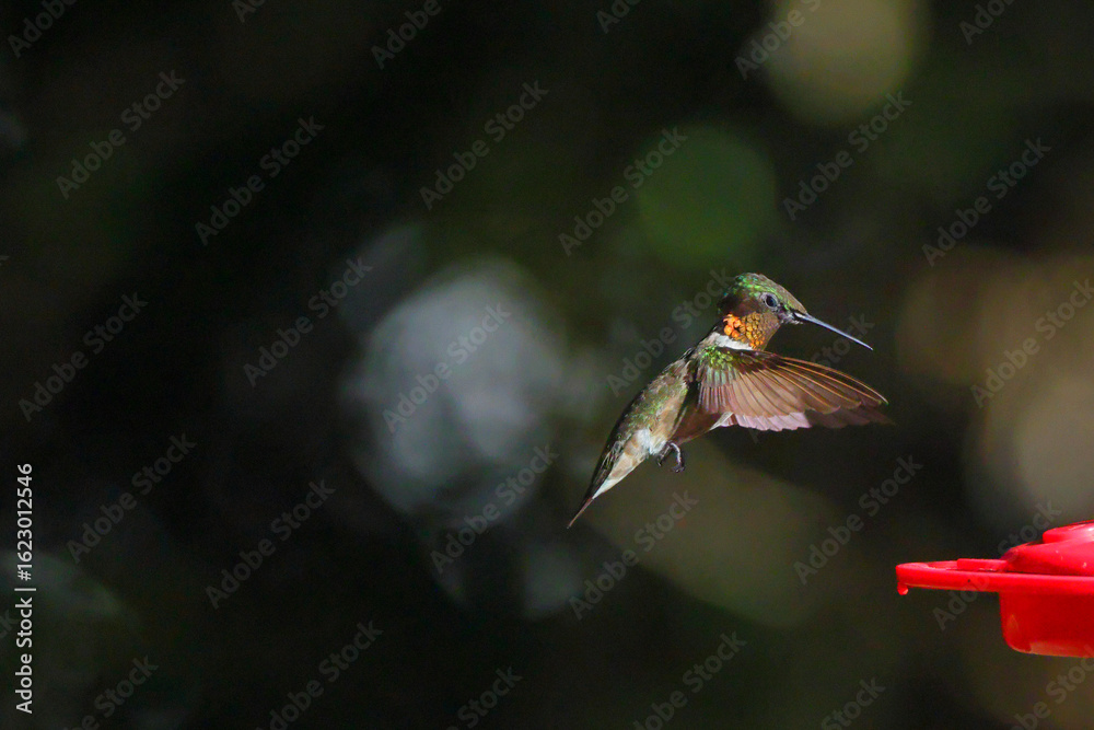 Fototapeta premium Ruby throated hummingbird in flight against black background. 