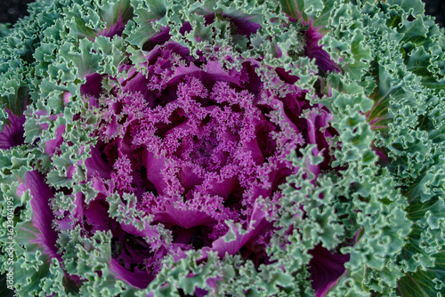 Purple cabbage