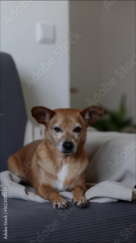 Small brown dog resting comfortably on gray sofa with beige blanket, gazing directly at viewer with big ears and endearing expression, embodying home comfort and pet companionship