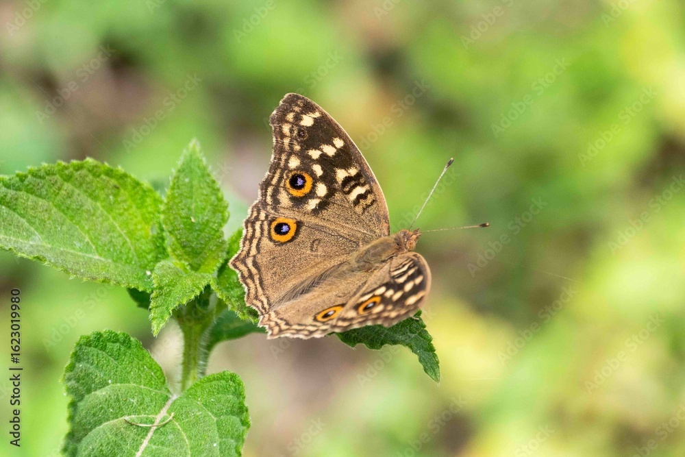 Obraz premium butterfly on leaf