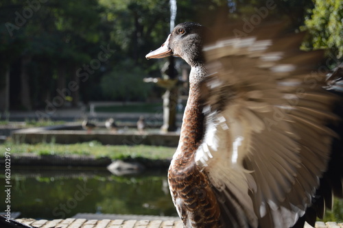 Pato con las alas abiertas
