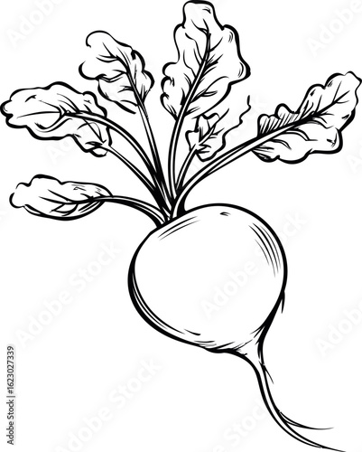Black and white drawing of a turnip with detailed leaves, botanical illustration. Vector illustration