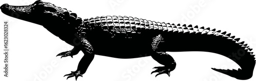 Silhouette of a crocodile in profile with detailed textures, graphic illustration. Vector illustration