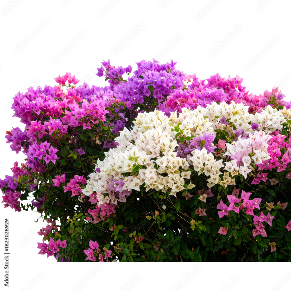 bush of flowers on transparent background, png bush of flowers on transparent background, png