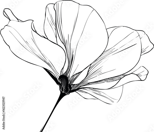 Detailed black and white illustration of magnolia flower line art design. Vector illustration