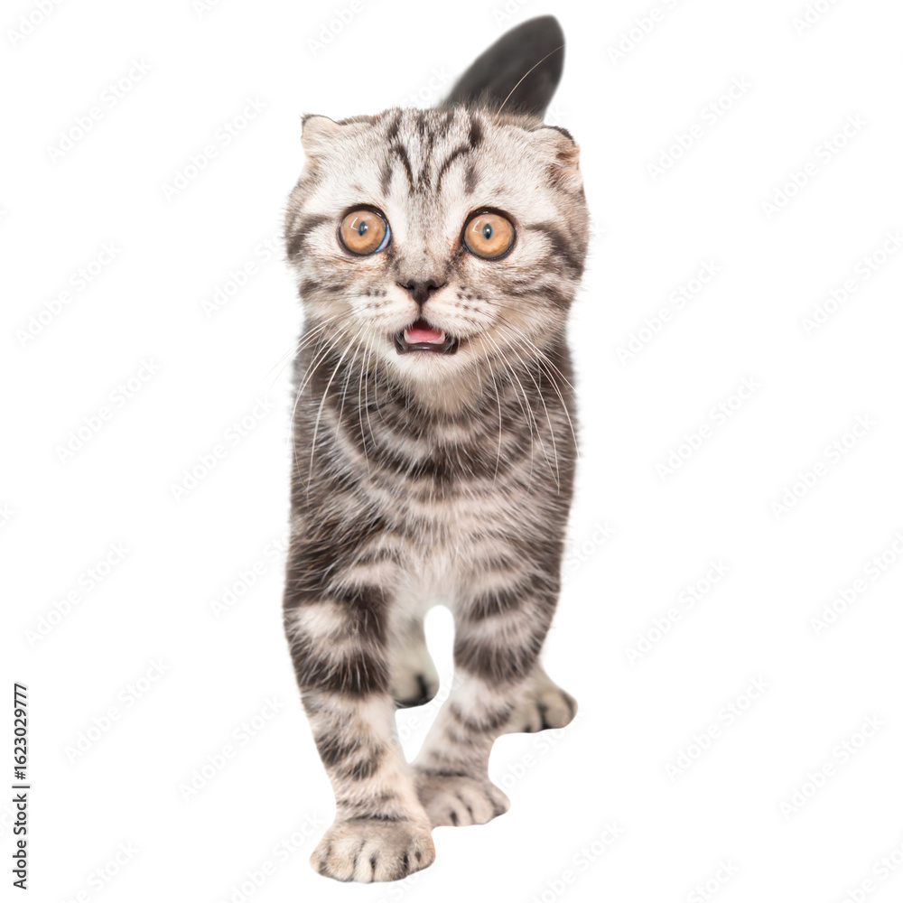 Obraz premium Little kitten Scottish fold cat isolated on white background, purebred Scottish Fold cat kitten