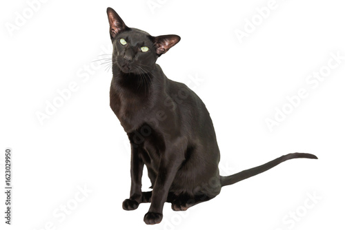 Foto Black oriental shorthair purebred cat isolated on white background
