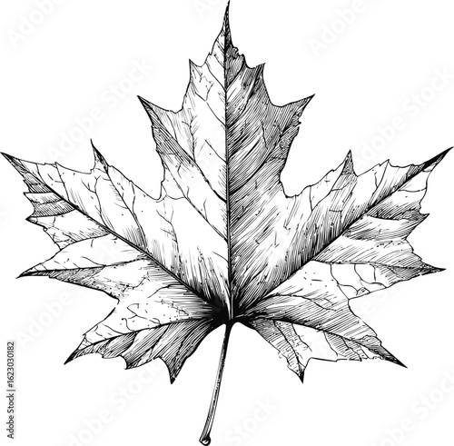 Detailed black and white illustration of a maple leaf with fine lines. Vector illustration