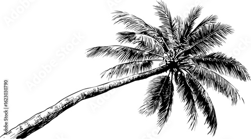 Black and white sketch of a leaning palm tree with detailed leaves and trunk. Vector illustration