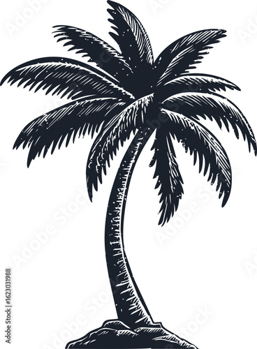 Illustration of a palm tree in black and white with rough sketch style. Vector illustration
