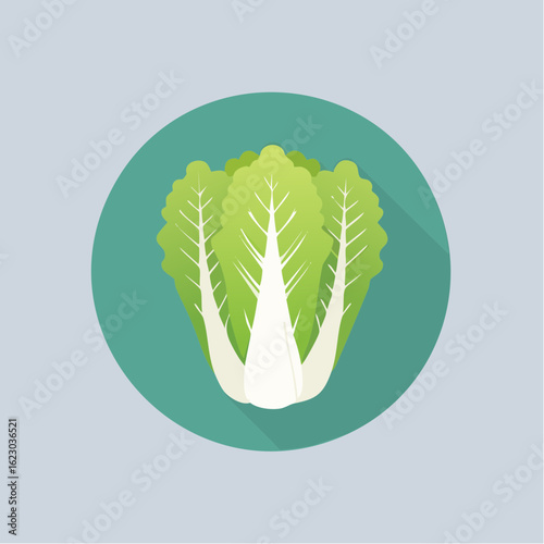 Stylized illustration of a napa cabbage against a teal circle background with shadow
