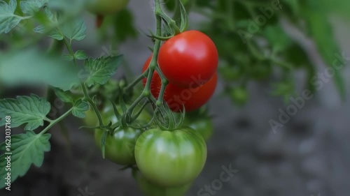 Vibrant Red Tomatoes Ripening on the Vine: A Cinematic Macro Journey Through the Garden