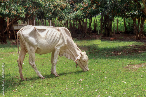 A skinny cow grazes in a shaded rural garden, evoking sustainability and animal welfare.