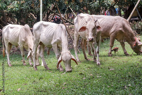 A skinny cow grazes in a shaded rural garden, evoking sustainability and animal welfare.