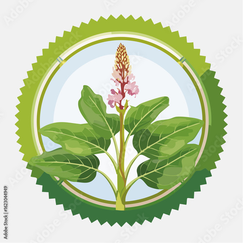Elegant knotweed plant illustration in a circular green frame with nature theme