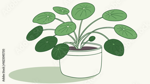 Pilea peperomioides, also known as the chinese money plant, is a popular houseplant with round leaves in a pot isolated on white background