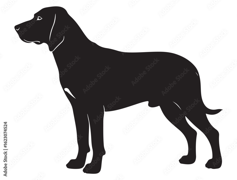 Fototapeta premium COONHOUND DOG SILHOUETTE