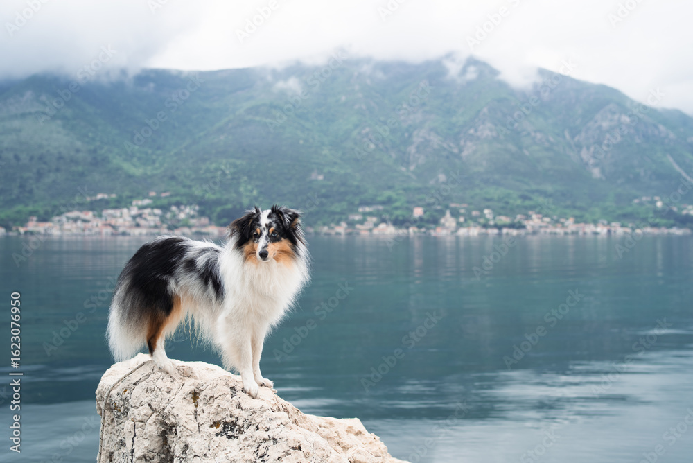 Obraz premium a dog at sea around a mountain