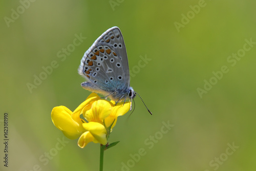 papillon mâle argus bleu_azuré commun