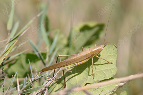 sauterelle conocéphale rupsolie à tete de cone ruspolia-nitidula nitidula
