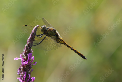 odonate orthétrum réticulé femelle