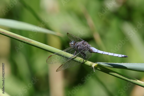 odonate orthétrum à stylets blancs