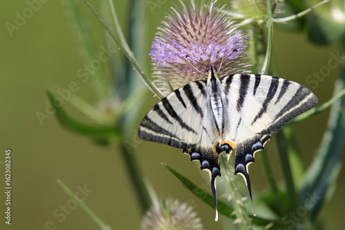 papillon flambé (Iphiclides podalirius) sur une fleur de chardon