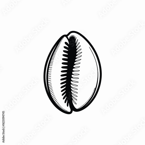 Hand drawn illustration of a cowrie shell