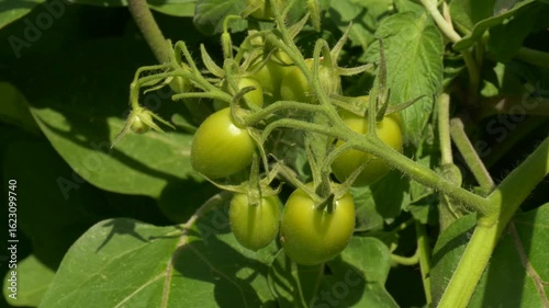 Wallpaper Mural Unripe Green Tomatoes Growing on Vine in Summer Garden Torontodigital.ca
